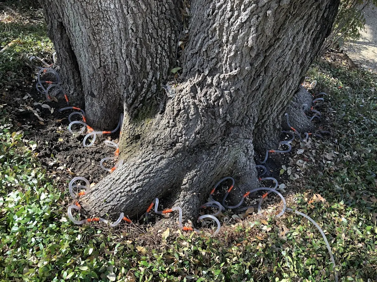 Detailed Tree Cabling and Bracing job site in Brule