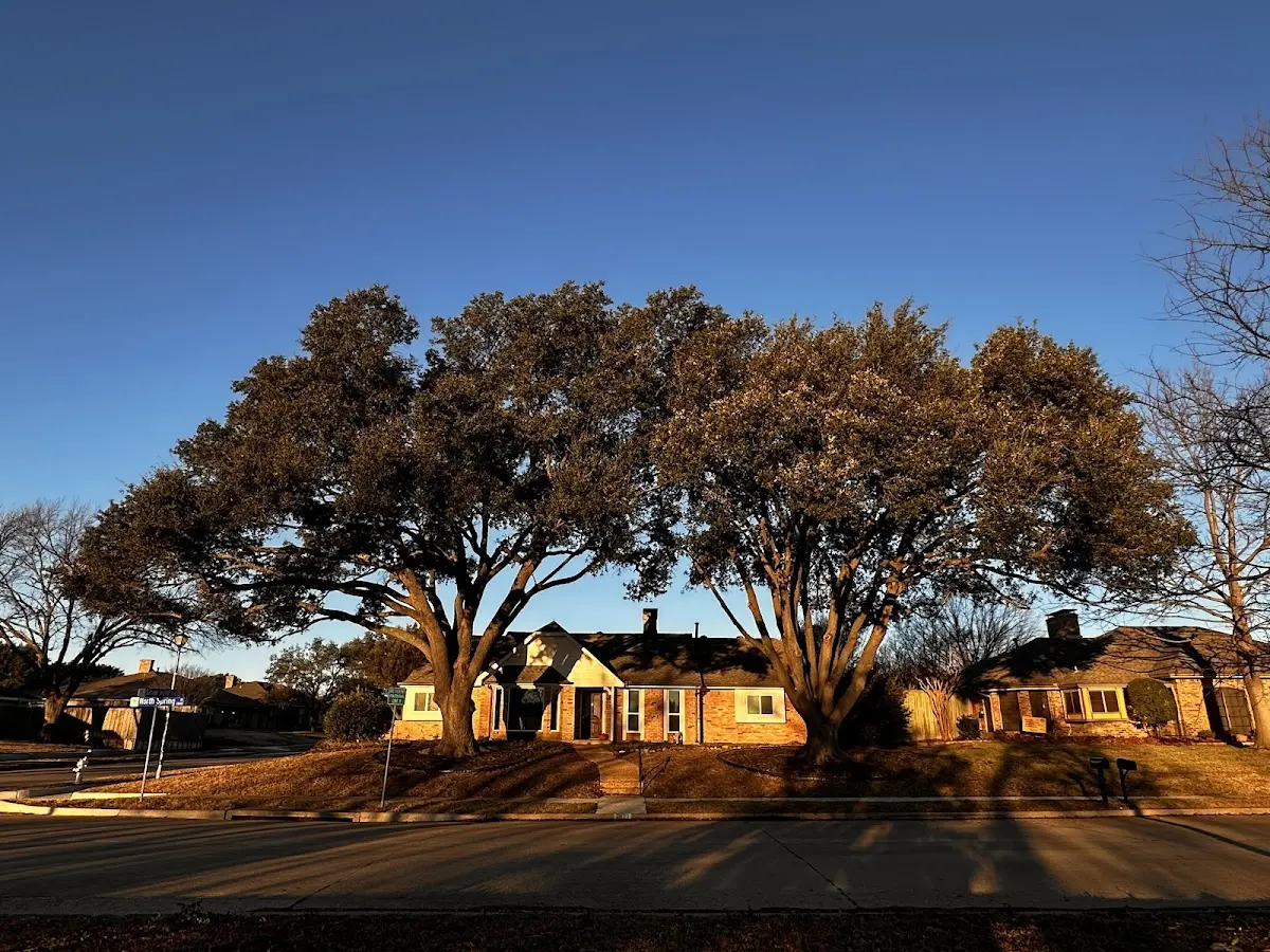 Established residential canopy tree shading a home in Brule